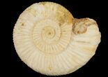 Perisphinctes Ammonite - Jurassic #100216-1